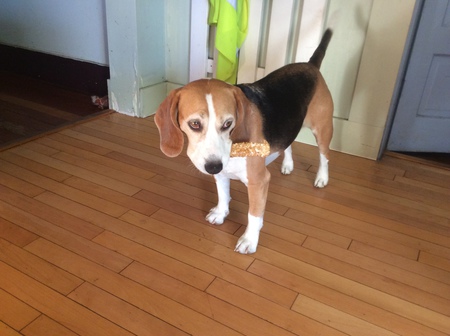 Entry image for Molson. Clicking this image will show a larger photo