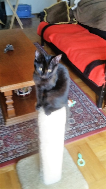 Entry image for Sparky. Clicking this image will show a larger photo