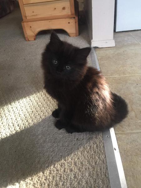 Entry image for Boo. Clicking this image will show a larger photo