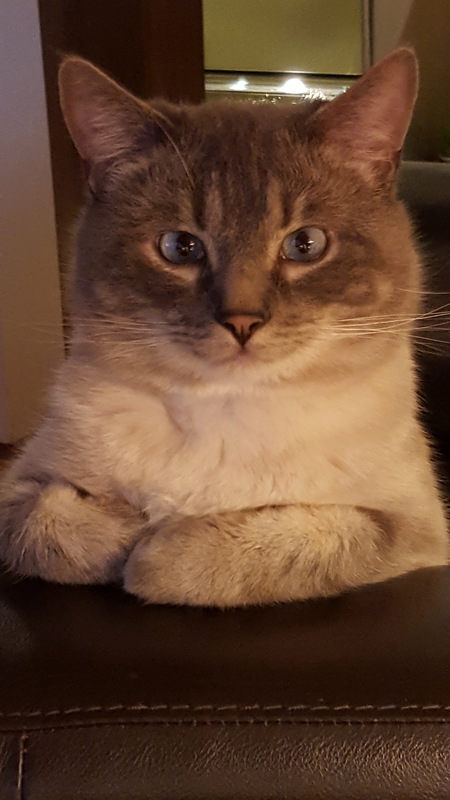 Entry image for Monty. Clicking this image will show a larger photo