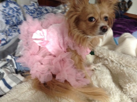 Entry image for Penny. Clicking this image will show a larger photo