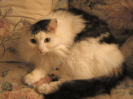 Entry image for Patches. Clicking this image will show a larger photo