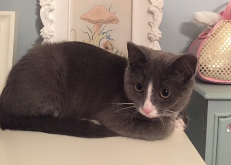 Entry image for Mittens. Clicking this image will show a larger photo