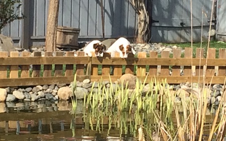 Entry image for Beanie and Charlie. Clicking this image will show a larger photo