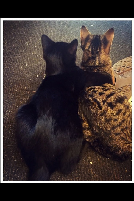 Entry image for Ringo & Gerald. Clicking this image will show a larger photo