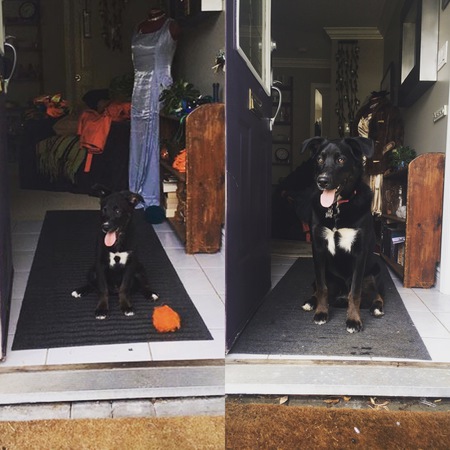 Entry image for Barrett AKA Bear. Clicking this image will show a larger photo