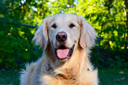 Entry image for Shadow. Clicking this image will show a larger photo