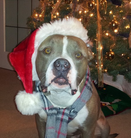 Entry image for Brutus. Clicking this image will show a larger photo