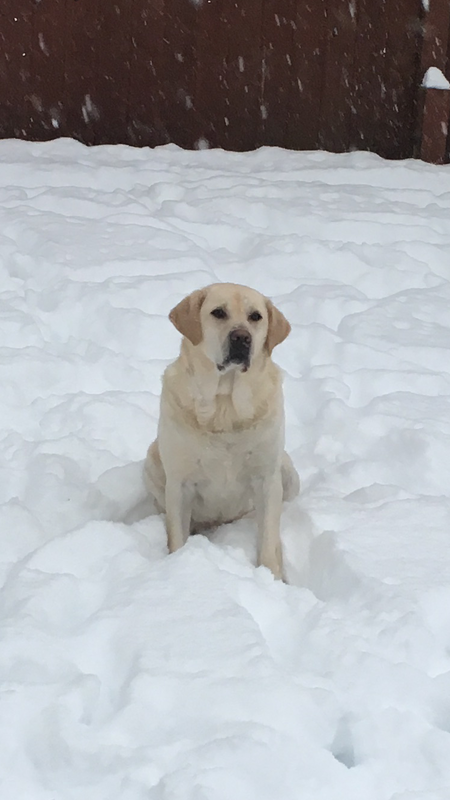 Entry image for Simba. Clicking this image will show a larger photo