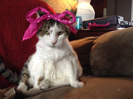 Entry image for Maisey. Clicking this image will show a larger photo