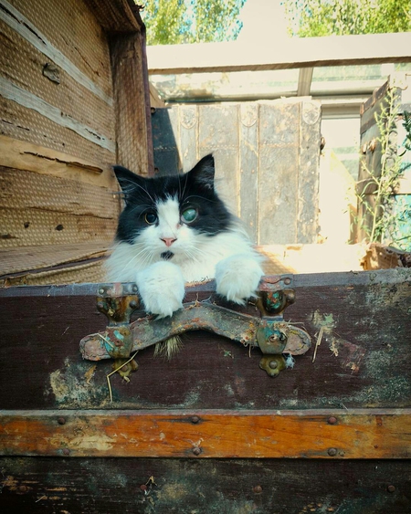 Entry image for Telesto. Clicking this image will show a larger photo