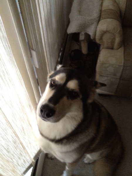 Entry image for Meeka. Clicking this image will show a larger photo