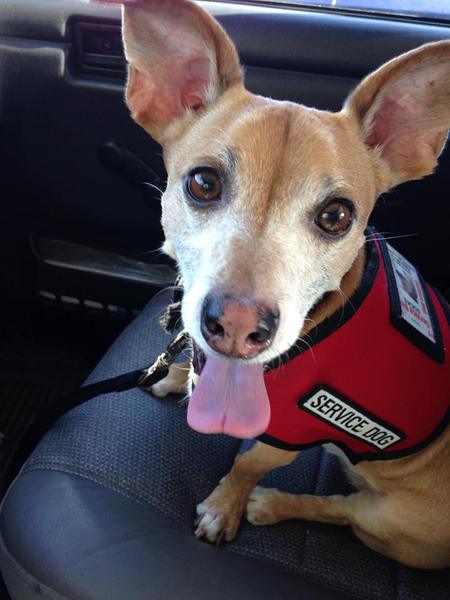 Entry image for Socks. Clicking this image will show a larger photo