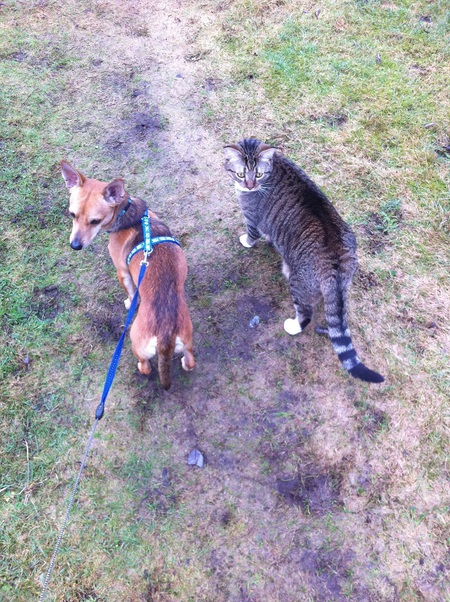 Entry image for Dax. Clicking this image will show a larger photo