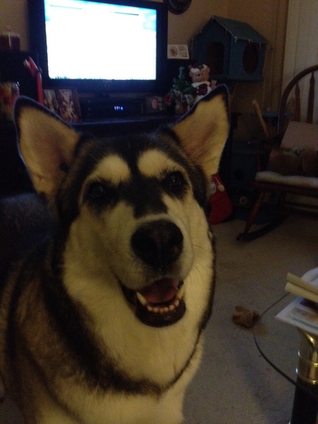 Entry image for Meeka. Clicking this image will show a larger photo