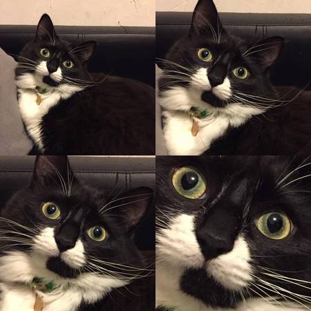 Entry image for Fiona. Clicking this image will show a larger photo