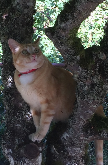 Entry image for Buddy. Clicking this image will show a larger photo