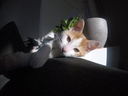 Entry image for Arnold Palmer. Clicking this image will show a larger photo