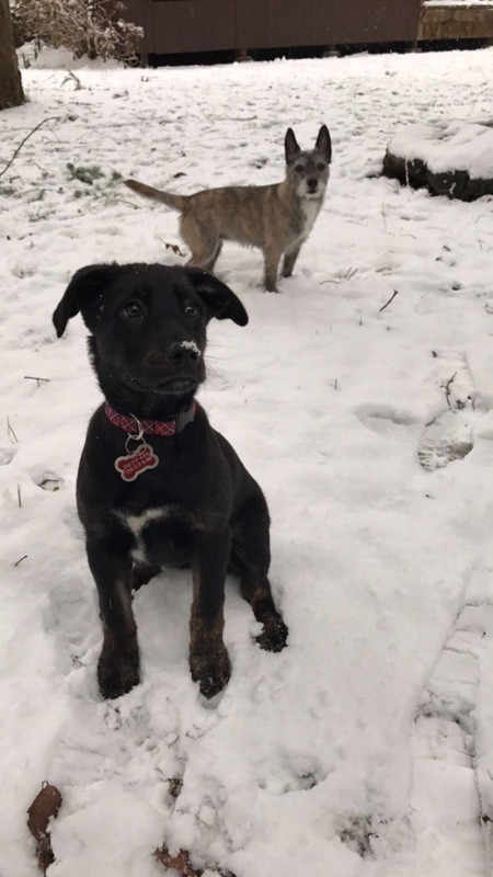 Entry image for Kona. Clicking this image will show a larger photo