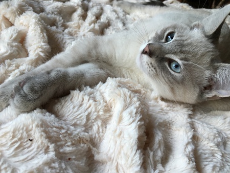 Entry image for Avalon the Hero!. Clicking this image will show a larger photo