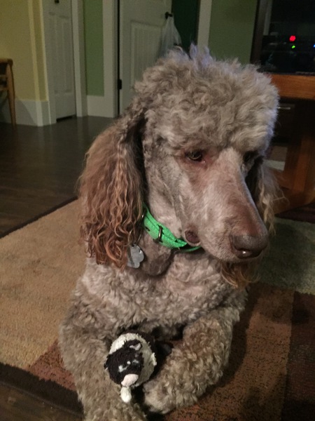 Entry image for Cooper. Clicking this image will show a larger photo