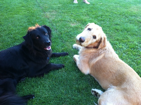 Entry image for Miller and Tedi. Clicking this image will show a larger photo