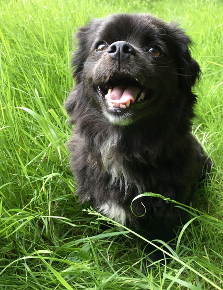 Entry image for Bear. Clicking this image will show a larger photo