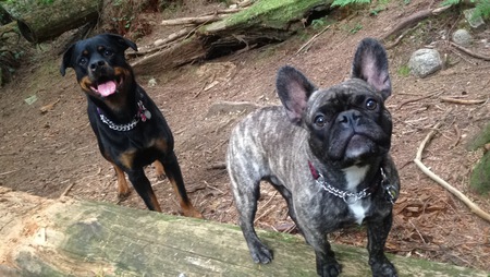 Entry image for Heidi and Mojo . Clicking this image will show a larger photo