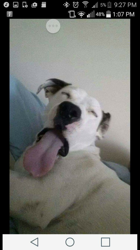 Entry image for Boscoe. Clicking this image will show a larger photo