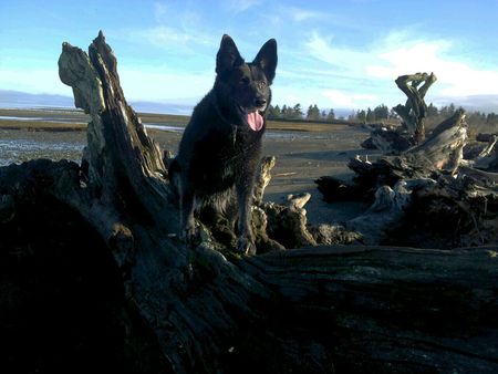 Entry image for Maxi. Clicking this image will show a larger photo