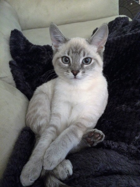 Entry image for Diesel . Clicking this image will show a larger photo