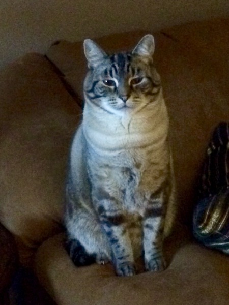 Entry image for Monkey. Clicking this image will show a larger photo