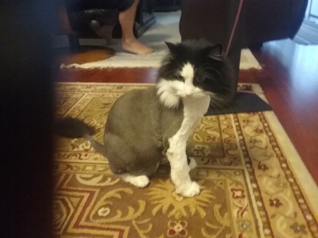 Entry image for Smudge. Clicking this image will show a larger photo