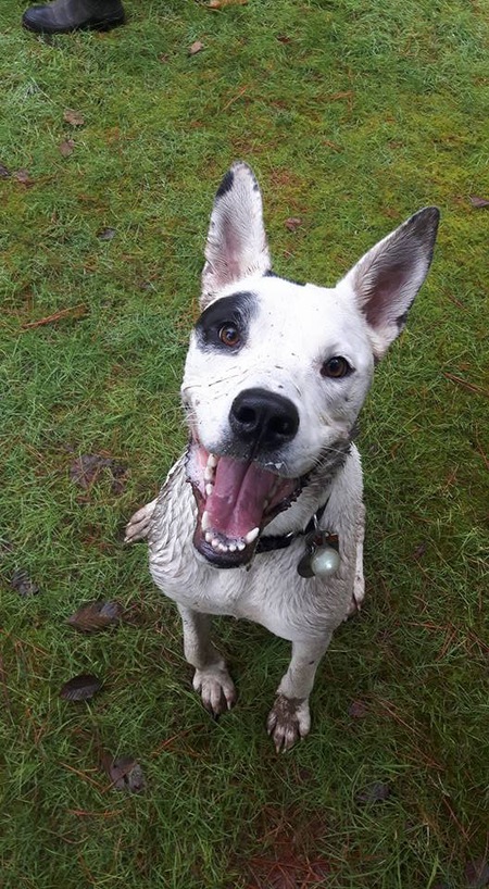 Entry image for Bandit. Clicking this image will show a larger photo