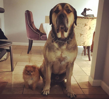 Entry image for Duke ( mastif) Sampson ( Pom). Clicking this image will show a larger photo