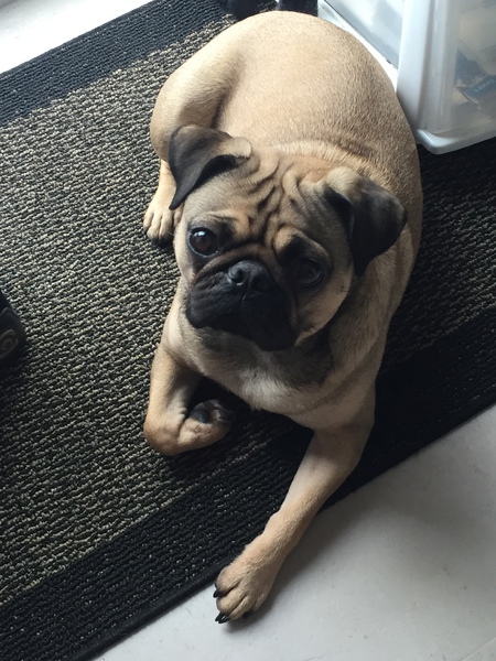 Entry image for Sadie. Clicking this image will show a larger photo