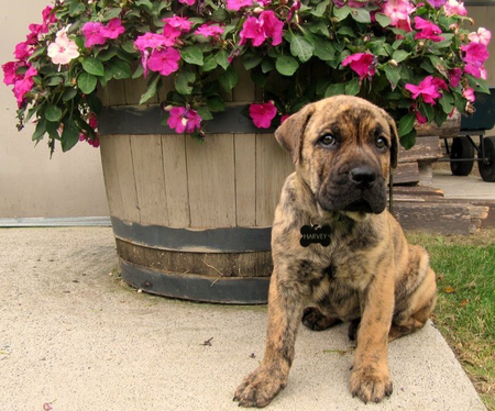 Entry image for Harvey. Clicking this image will show a larger photo