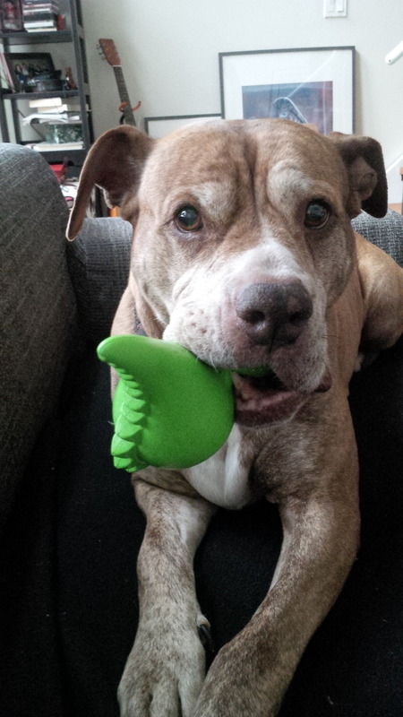 Entry image for Daisy. Clicking this image will show a larger photo