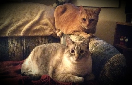 Entry image for Daisy and Bartok. Clicking this image will show a larger photo