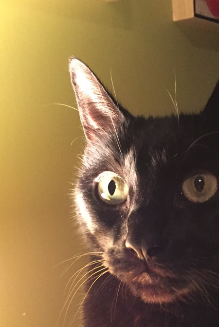 Entry image for Silverman. Clicking this image will show a larger photo