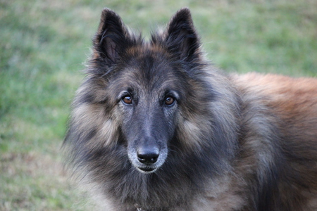 Entry image for Roxy. Clicking this image will show a larger photo