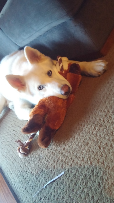 Entry image for Koda. Clicking this image will show a larger photo