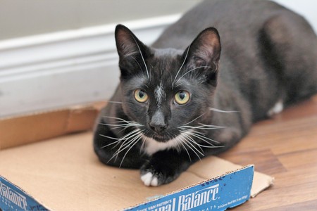 Entry image for Ace. Clicking this image will show a larger photo