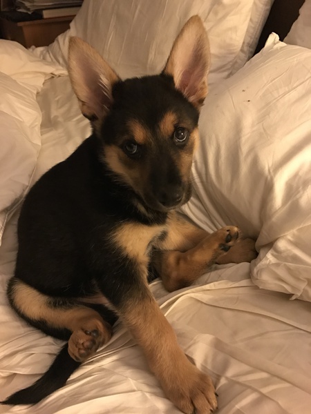 Entry image for Laci. Clicking this image will show a larger photo