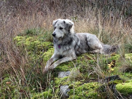 Entry image for Betsy Silversocks. Clicking this image will show a larger photo