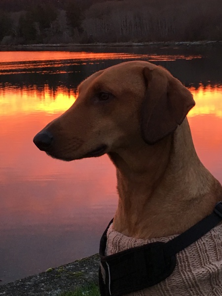 Entry image for Tola. Clicking this image will show a larger photo