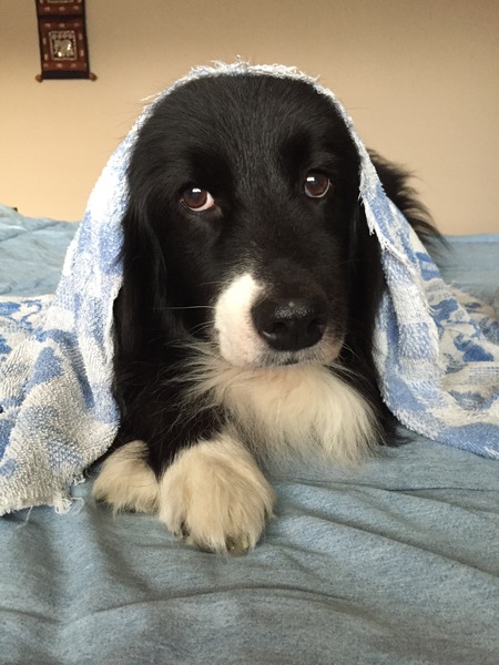 Entry image for Roxy. Clicking this image will show a larger photo