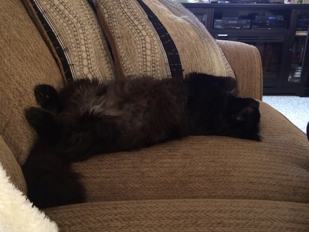 Entry image for Lewis. Clicking this image will show a larger photo