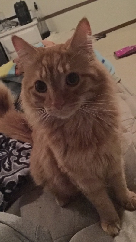 Entry image for Muffin. Clicking this image will show a larger photo