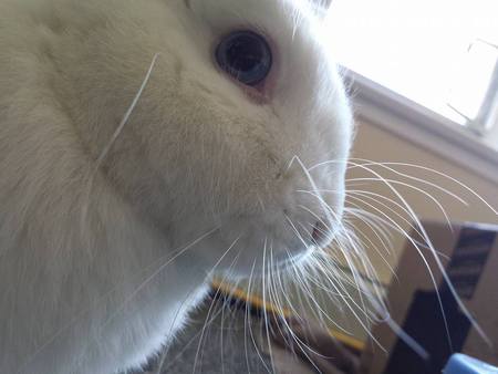 Entry image for Victor Troll Warlord. Clicking this image will show a larger photo